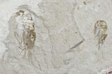 Three Cretaceous Fossil Shrimp - Hjoula, Lebanon #173133-2